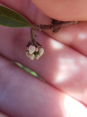 Arctostaphylos hookeri