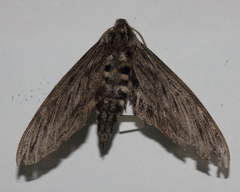 Sphinx canadensis