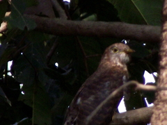 Cuculidae