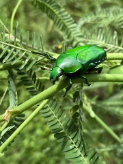 Ischiopsopha wallacei