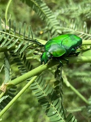 Ischiopsopha wallacei