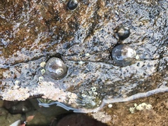 Steromphala cineraria