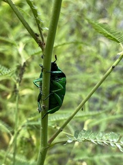 Ischiopsopha wallacei