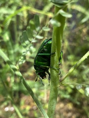 Ischiopsopha wallacei
