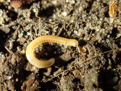 Blaniulidae