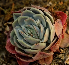Echeveria elegans