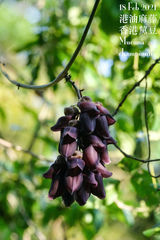 Mucuna championii
