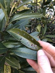 Wilsonomyces carpophilus