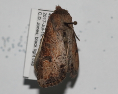 Apamea alia