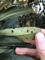 Wilsonomyces carpophilus