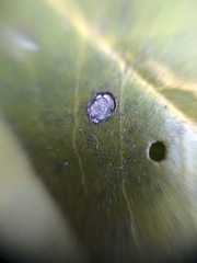 Wilsonomyces carpophilus