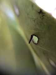 Wilsonomyces carpophilus