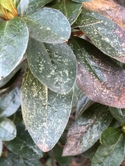 Stephanitis pyrioides