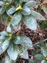 Stephanitis pyrioides