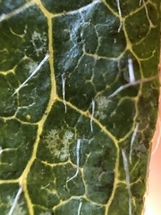 Stephanitis pyrioides