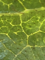 Stephanitis pyrioides