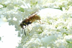 Spilomyia alcimus