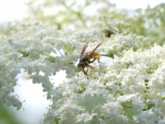 Spilomyia alcimus