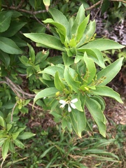 Scaevola gaudichaudiana