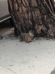 Sciurus niger
