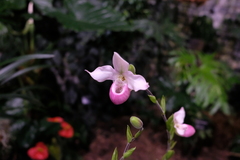 Phragmipedium