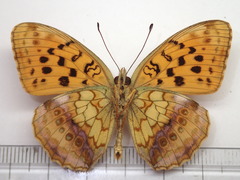 Brenthis daphne rabdia