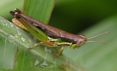 Spathosternum prasiniferum