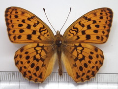 Brenthis daphne rabdia