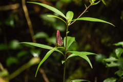Paralaxita damajanti