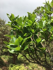 Wikstroemia oahuensis