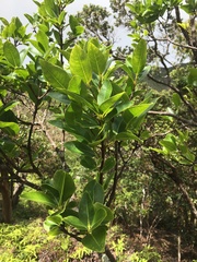 Wikstroemia oahuensis