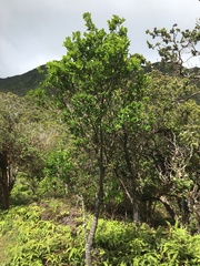 Wikstroemia oahuensis