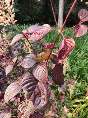 Iresine diffusa herbstii