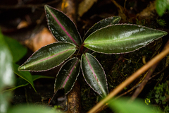 Labisia