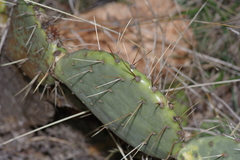Opuntia dulcis
