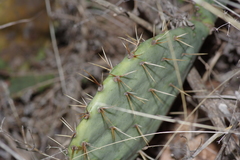 Opuntia dulcis