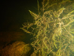 Fontinalis dalecarlica