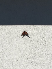 Danaus plexippus