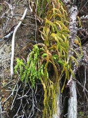 Psilotum complanatum