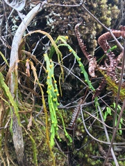 Psilotum complanatum
