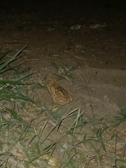 Rhinella horribilis