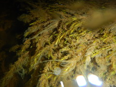 Fontinalis dalecarlica