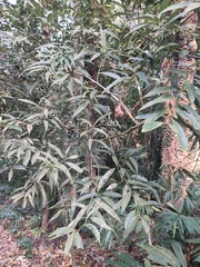 Cinnamomum heyneanum