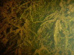 Fontinalis dalecarlica