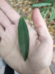 Cinnamomum heyneanum