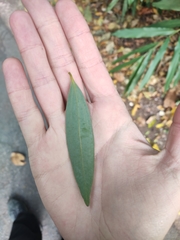 Cinnamomum heyneanum