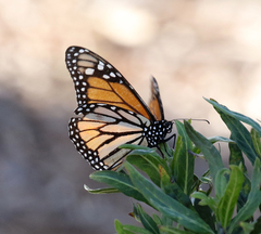 Danaus plexippus
