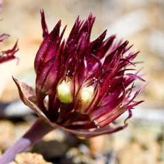 Allium falcifolium