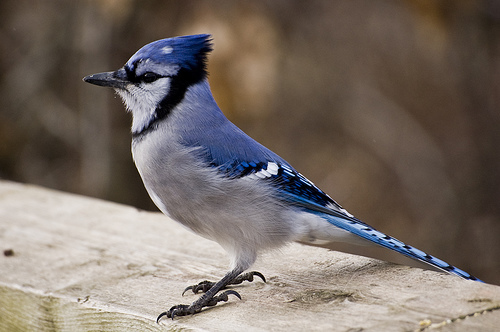 Blue Jay Ewa Guide To The Birds Of The Fells Massachusetts Us Inaturalist