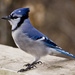 Blue Jay - Photo (c) Ralf Nowak, some rights reserved (CC BY-NC-SA)